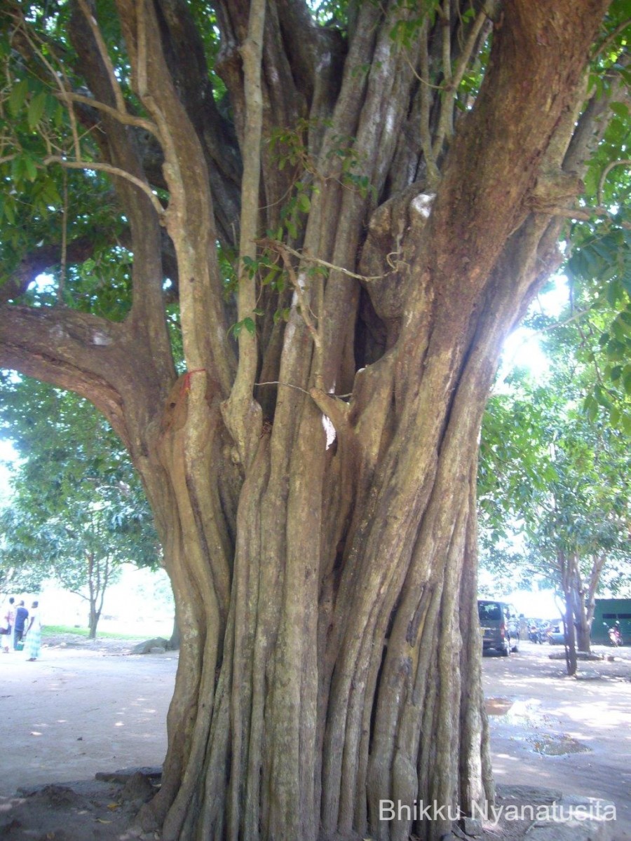Hydnocarpus venenatus Gaertn.